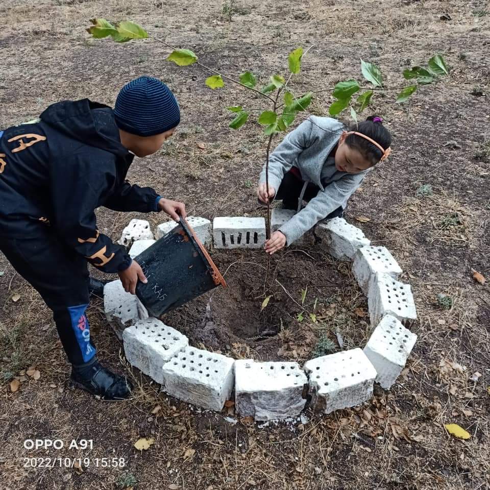 25 казан Республика кунине орай оқушылар мектептің ауласына тал екті.