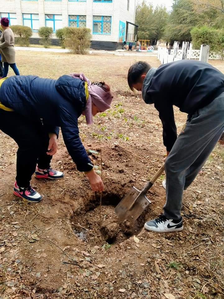 25 казан Республика кунине орай оқушылар мектептің ауласына тал екті.